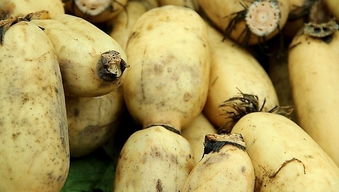 用藕根种植荷花，可行吗？