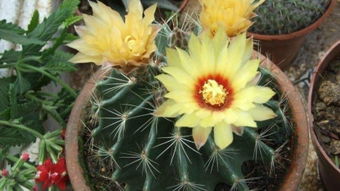 种植细节：发芽速度、霉变率、开花整齐度