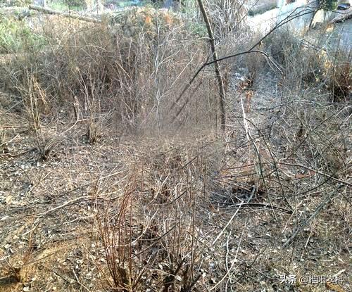 莠去津，广谱高效！