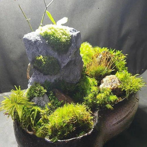 盆景青苔如何巧妙清除？效果如何