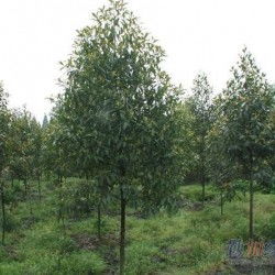 二、品质有高低