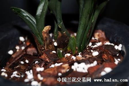 经验分享：如何让农药在雨后geng有效？