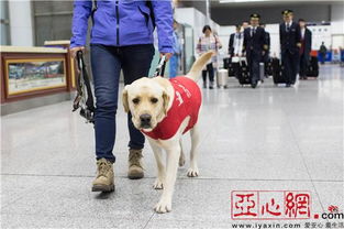 导盲犬市场价及乘坐飞机规定