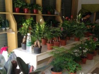 室内花卉的选择：给家里增添一抹生机