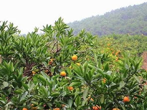 百菌清：作物病害的克星