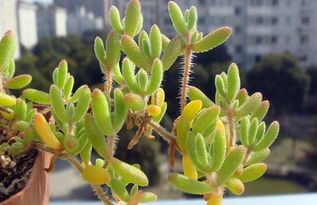 种子挑选，讲究新鲜