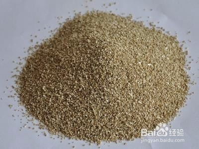 五针松的种植方法与时间