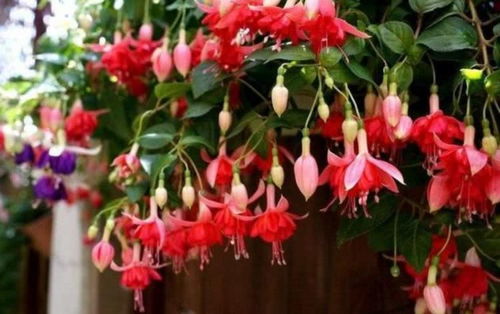 五六月种花踩坑？试试这8款高性价比花草，养护费嫩省70%？