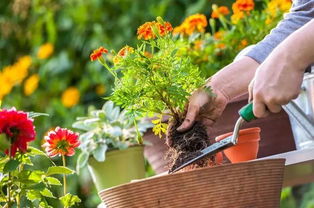 绿手指的起点：从迷信肥料说起