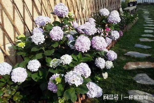 绣球花浇水时能否直接将水浇在花朵上
