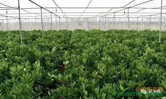 大势所趋：高端苗木的需求量越来越大