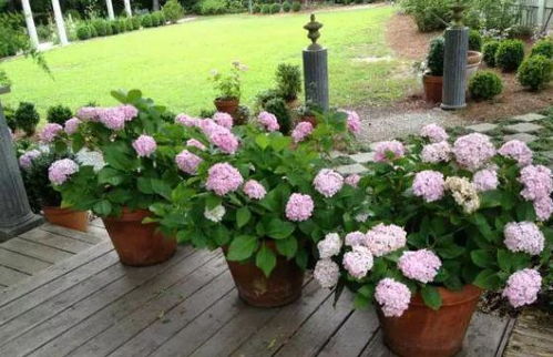 向日葵，阳光下的微笑