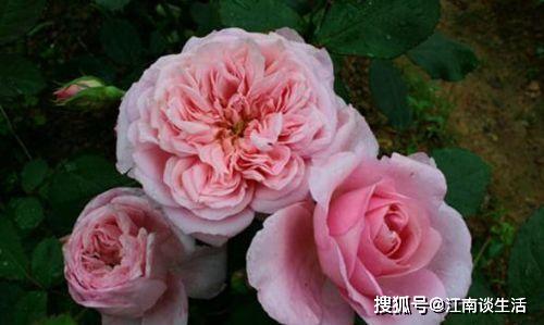 养好玫瑰，花繁叶茂秘诀！