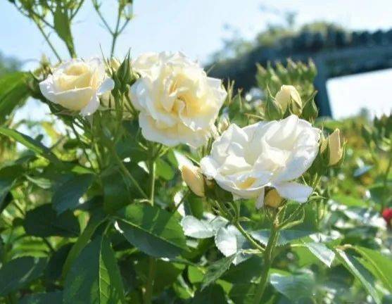 春天来了月季发芽啦！