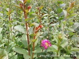 紫薇小苗的种植初探