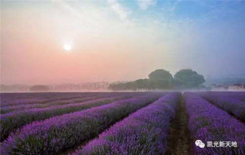 薰衣草那可是浪漫的代名词，紫色的小花一丛丛的，自带一种高级感