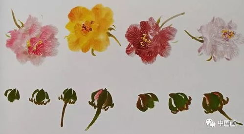 “牡丹花卡通画入门，先画花蕊