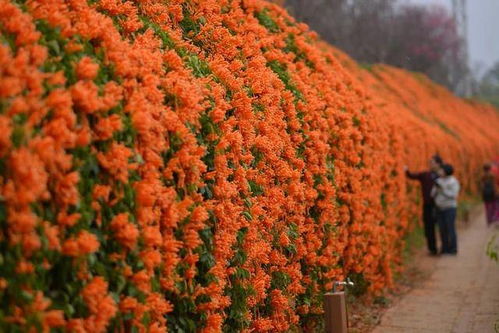 北方葡萄种植户的绝活