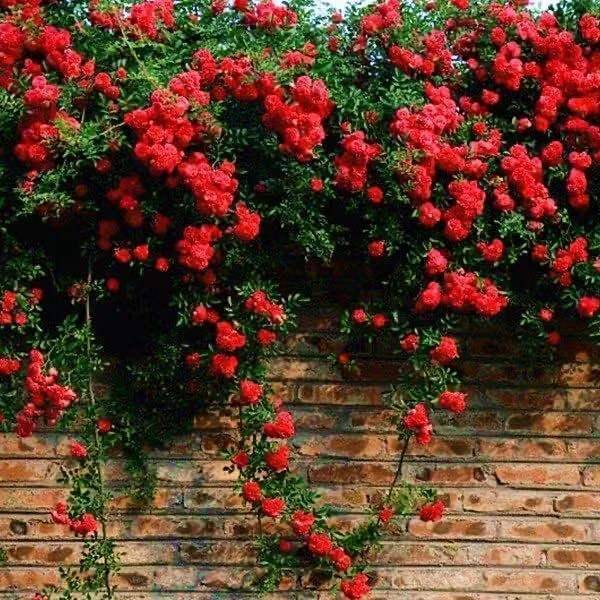 花开似锦， 香飘万里