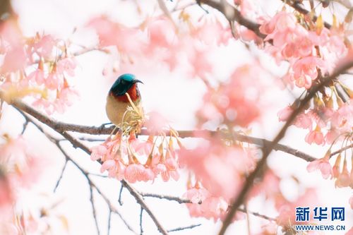 女贞树， 冬日里的变色美人
