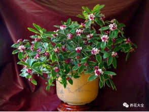 金边瑞香：小清新里的抗寒小勇士