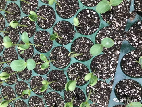 阴雨天放水，有讲究