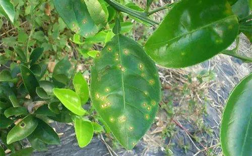 苯醚甲环唑对溃疡病有疗效吗？