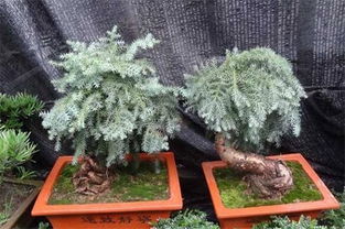 澳洲杉价格探秘：地域与品质决定价格