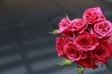 摩纳哥公主夏琳与夏琳月季的渊源