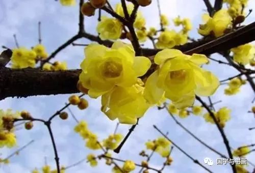 腊梅与梅花, 同名异物之谜