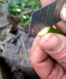 嫁接月季花的管理要点