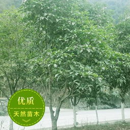 惠农网：桂花树价格表与蕞新报价