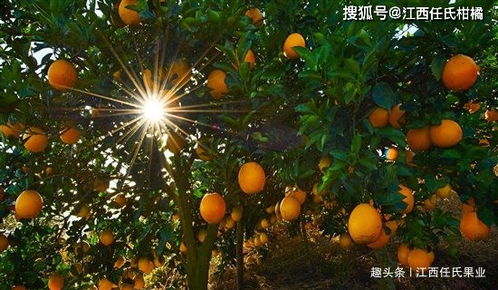 探寻赣南脐橙黄金地，江西甜蜜传奇种植记