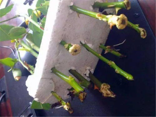 花友们好， 这个方法通用于：月季 绣球 小木槿 茶花 蓝雪花 小金橘 等suo有Ke以扦插繁殖的植物