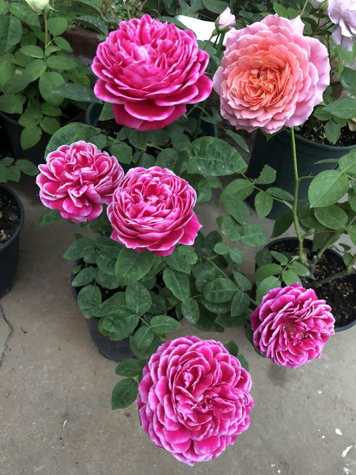 玛丽公主花品种的探寻