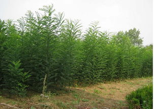 速生国槐，名字听起来就带劲！