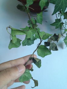 是不是浇多了水？