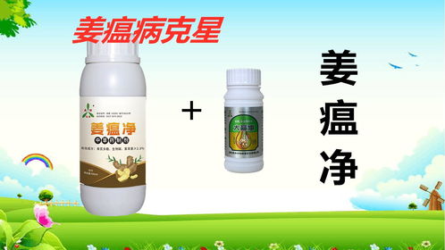 百菌清：防治姜瘟病效果如何？