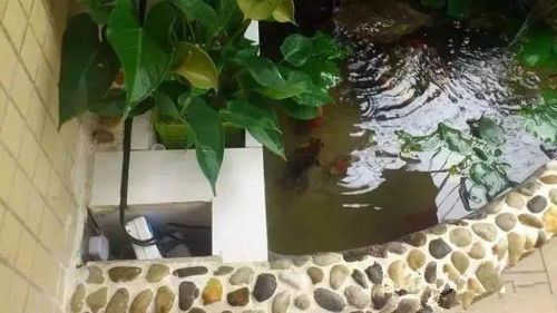 奶奶的鱼塘边喜阴植物