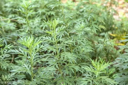 端午节的蚊虫烦恼