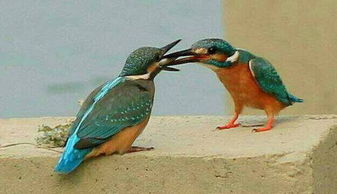 投喂时刻表， 别让金钱鸟饿着或撑着