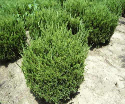 龙柏球：自然与艺术的完美结合