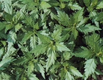 菊花脑多少钱一斤？哪里可以买到正宗的菊花脑呢
