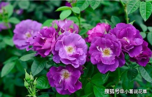 蓝姬莲怎么养？新手入门指南