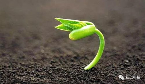 种子传播方法：风播种子
