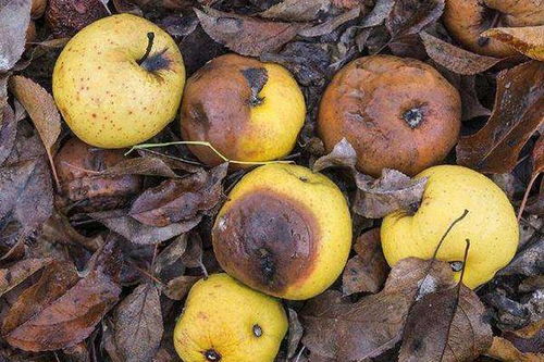 青苹果花卉叶子干枯之谜：是缺水还是烂根？