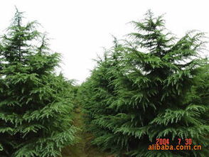 雪松种子，繁殖小技巧