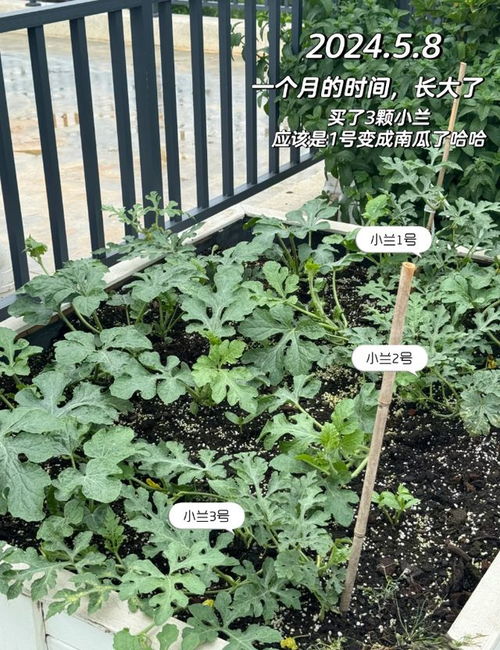 金桔种植土壤配比中，腐叶土、园土和河沙各占多少比例最适宜