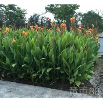 美人蕉的价格和种植技术