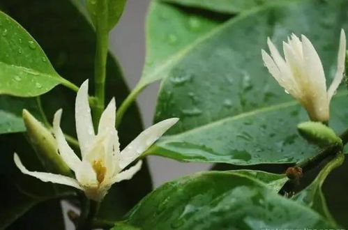 二、夏威夷叶子：热带风情的使者